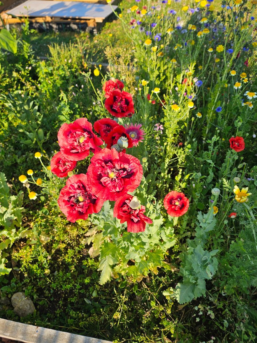 Red poppies and wildflowers at the allotment